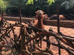 -海南热带野生动植物园