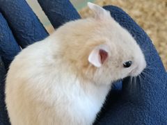 -怪兽屋·羊驼·猫咖·狗咖(俊华广场店)