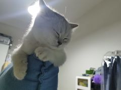 -四月宠物医院·猫专科·心脏专科·内科(转塘店)