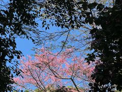 -火炉山森林公园