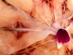 -老码头火锅(骡马市店)