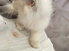 -喵店&猫咖
