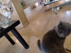 -萌喵咖啡屋(人民东路4号口M16商铺店)