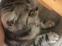 -海边的猫和咖啡馆