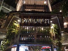 -Rainforest
