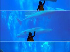 -海合安成都极地海洋公园