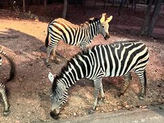 -清迈夜间动物园