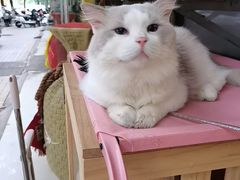 -Meowの猫咖(万家丽店)