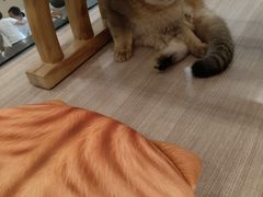 -飞行喵MR PILOT|猫舍·猫咖(静安大融城店)