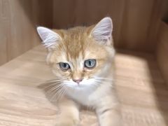 -PETKIT小佩宠物·低压洗护(国顺东路店)