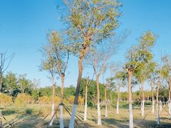 -天津东丽湖风景区