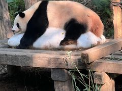 -广州长隆野生动物世界