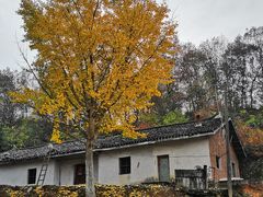 -千年银杏谷文化旅游区