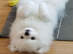 -中农国际动物医院24小时·猫科·骨科·急重症中心