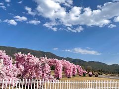 -丽江植物园