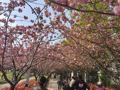 -高东镇樱花园