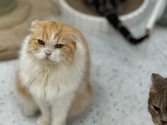 -喵园·猫主题咖啡厅·撸猫·猫咖(国贸店)