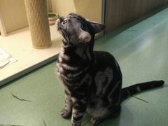 -藦茜花园宠物主题亲子互动体验馆(国顺东路店)