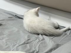 -秦豫肉夹馍(骡马市总店)