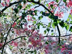 -深圳国际园林花卉博览园