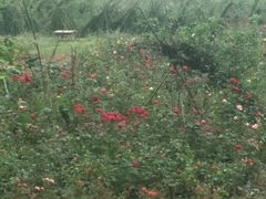 -三圣花乡旅游区