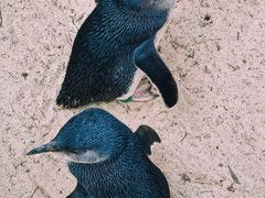 -费瑟代尔野生动物园