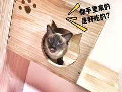 -Double Rui宠物酒店