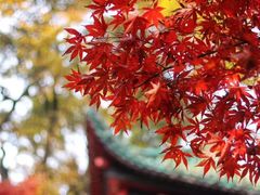 -岳麓山风景名胜区