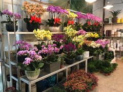 -双季花艺园艺市场(浦东店)