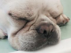 -怪兽屋·羊驼·猫咖·狗咖(俊华广场店)