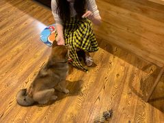 -柴务处·柴犬主题狗咖