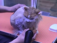 -喵百万·布偶·蓝金金渐层英短·猫舍(百子湾店)
