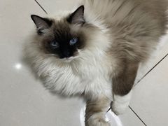 -鼓捣猫呢主题猫咖店