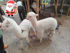 -杭州开元森泊度假乐园