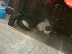 -猫咪博物馆(顶澳仔猫街店)