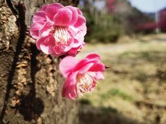 -黄陂区野村谷景区