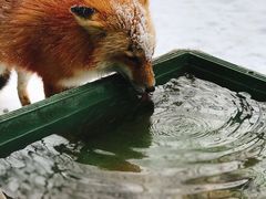 -宫城藏王狐狸村