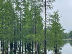 -白鹭湾湿地公园