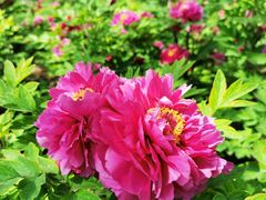 -洛阳市隋唐城遗址植物园