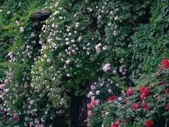 -元大都城垣遗址公园