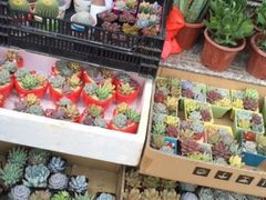 -本溪路花鸟市场(江浦路1709弄小区店)