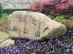 -嘉定紫藤园
