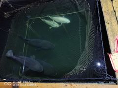 -蓝湾碧波·老字号·疍家非遗海上餐厅