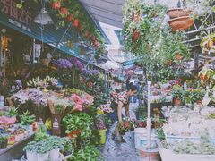 -曲阳花鸟市场(曲阳路店)