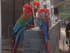 -合肥滨湖国家森林公园