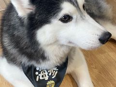 -Husky Go! 哈士奇体验馆·宠物咖啡厅狗咖