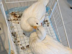 -怪兽屋·羊驼·猫咖·狗咖(俊华广场店)