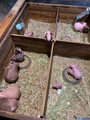 -酷嗒动物文化乐园(cutezoo西溪乐天城店)