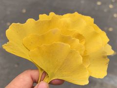 -三里屯东五街银杏大道