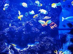 -芜湖新华联大白鲸海洋公园